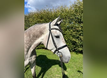 Caballo de Holstein, Caballo castrado, 5 años, 174 cm, Tordo
