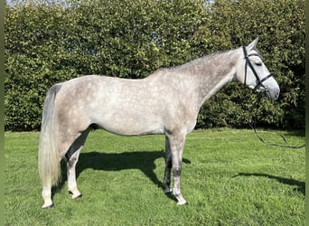 Caballo de Holstein, Caballo castrado, 5 años, 174 cm, Tordo