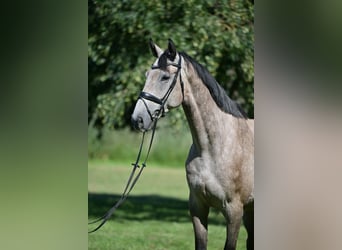 Caballo de Holstein, Caballo castrado, 5 años, 174 cm, Tordo