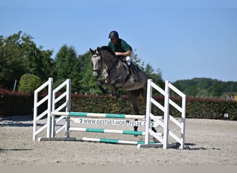 Caballo de Holstein, Caballo castrado, 5 años, 174 cm, Tordo