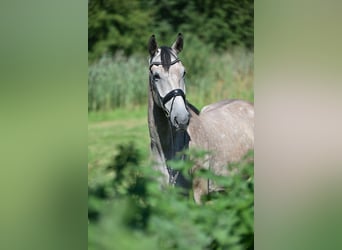 Caballo de Holstein, Caballo castrado, 5 años, 174 cm, Tordo