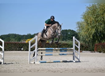 Caballo de Holstein, Caballo castrado, 5 años, 174 cm, Tordo