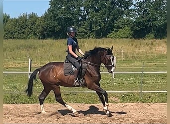 Caballo de Holstein, Caballo castrado, 5 años, 175 cm, Castaño