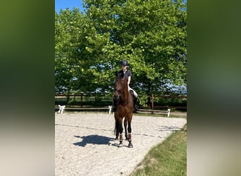 Caballo de Holstein, Caballo castrado, 5 años, 175 cm, Castaño