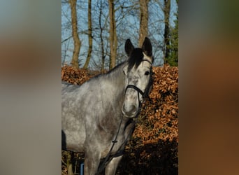 Caballo de Holstein, Caballo castrado, 5 años, 175 cm, Tordo rodado