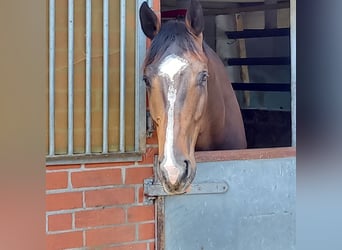 Caballo de Holstein, Caballo castrado, 5 años, 176 cm, Castaño oscuro