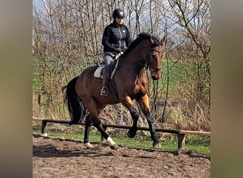 Caballo de Holstein, Caballo castrado, 5 años, 177 cm, Castaño