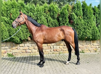 Caballo de Holstein, Caballo castrado, 5 años, 180 cm, Castaño