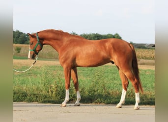 Caballo de Holstein, Caballo castrado, 5 años, Alazán-tostado