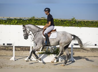 Caballo de Holstein, Caballo castrado, 5 años, Grullo