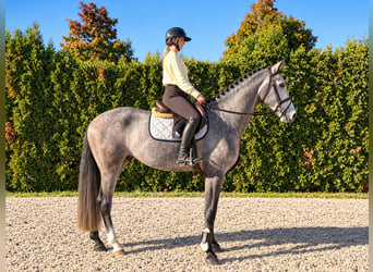 Caballo de Holstein, Caballo castrado, 5 años, Tordo