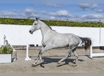 Caballo de Holstein, Caballo castrado, 6 años, 161 cm, Tordo