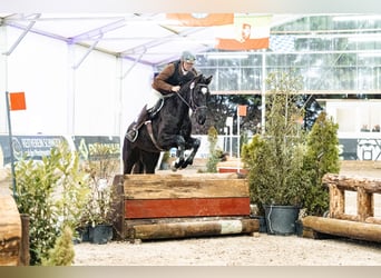 Caballo de Holstein, Caballo castrado, 6 años, 163 cm, Negro
