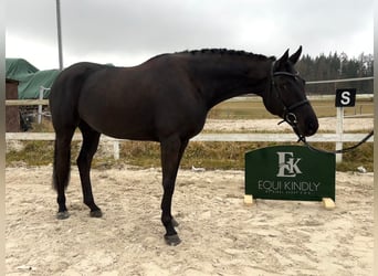 Caballo de Holstein, Caballo castrado, 6 años, 163 cm, Negro