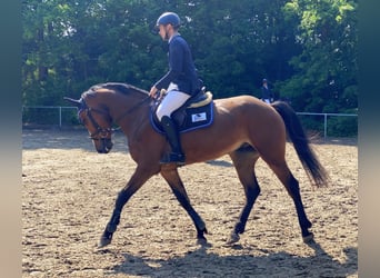 Caballo de Holstein, Caballo castrado, 6 años, 164 cm, Castaño