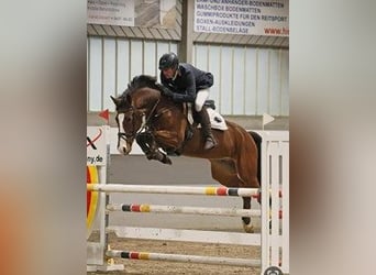 Caballo de Holstein, Caballo castrado, 6 años, 164 cm, Castaño