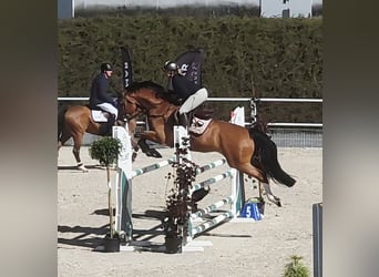 Caballo de Holstein, Caballo castrado, 6 años, 164 cm, Castaño rojizo