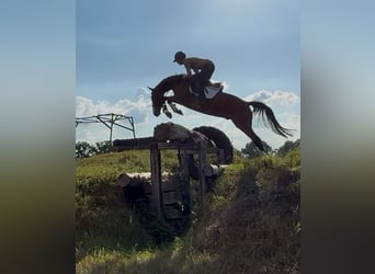 Caballo de Holstein, Caballo castrado, 6 años, 165 cm, Castaño