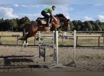 Caballo de Holstein, Caballo castrado, 6 años, 165 cm, Castaño