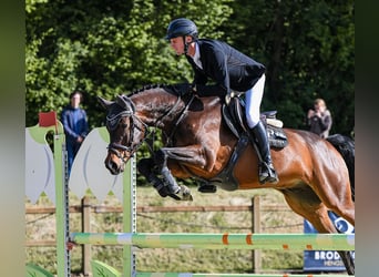 Caballo de Holstein, Caballo castrado, 6 años, 165 cm, Castaño