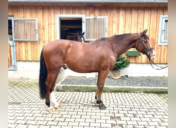 Caballo de Holstein, Caballo castrado, 6 años, 166 cm, Castaño