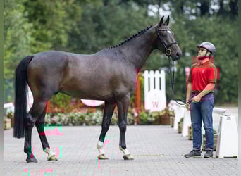 Caballo de Holstein, Caballo castrado, 6 años, 166 cm, Morcillo
