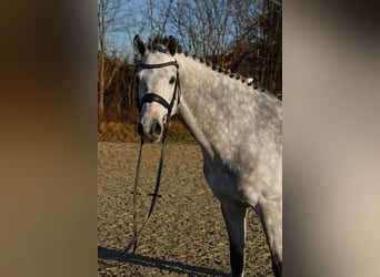 Caballo de Holstein, Caballo castrado, 6 años, 167 cm