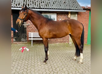 Caballo de Holstein, Caballo castrado, 6 años, 167 cm, Castaño