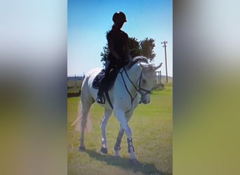 Caballo de Holstein, Caballo castrado, 6 años, 167 cm, Tordo