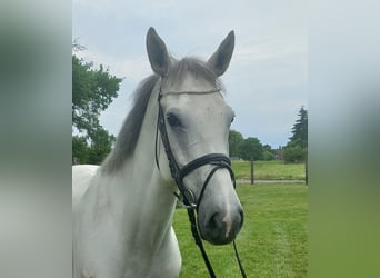 Caballo de Holstein, Caballo castrado, 6 años, 167 cm, Tordo