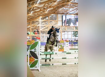 Caballo de Holstein, Caballo castrado, 6 años, 167 cm, Tordo