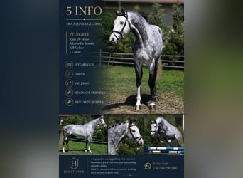 Caballo de Holstein, Caballo castrado, 6 años, 167 cm, Tordo
