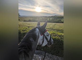 Caballo de Holstein, Caballo castrado, 6 años, 167 cm, Tordo rodado