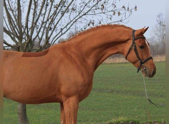 Caballo de Holstein, Caballo castrado, 6 años, 168 cm, Alazán