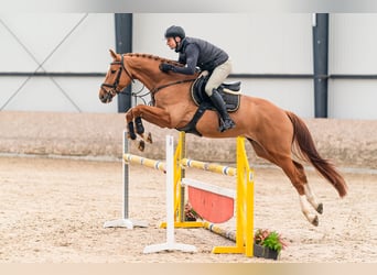 Caballo de Holstein, Caballo castrado, 6 años, 168 cm, Alazán-tostado