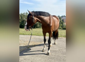 Caballo de Holstein, Caballo castrado, 6 años, 168 cm, Castaño