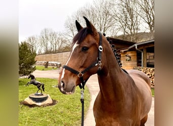 Caballo de Holstein, Caballo castrado, 6 años, 168 cm, Castaño