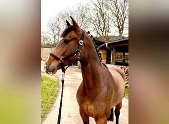 Caballo de Holstein, Caballo castrado, 6 años, 168 cm, Castaño