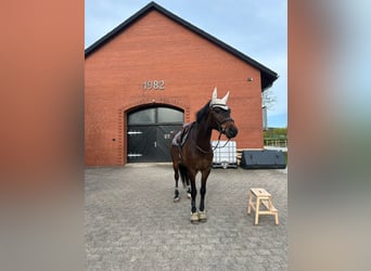 Caballo de Holstein, Caballo castrado, 6 años, 168 cm, Castaño oscuro