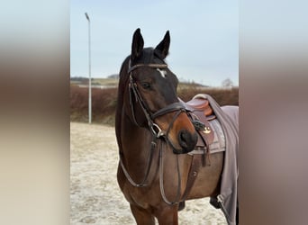 Caballo de Holstein, Caballo castrado, 6 años, 168 cm, Castaño oscuro