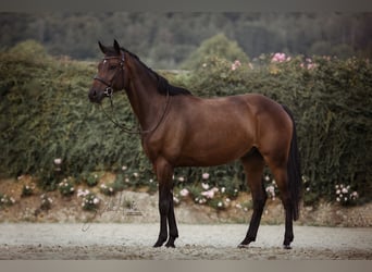 Caballo de Holstein, Caballo castrado, 6 años, 168 cm, Castaño oscuro