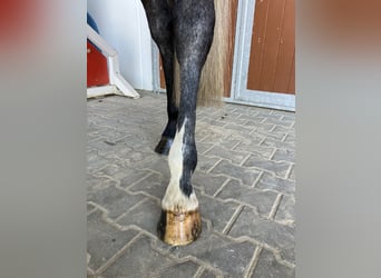 Caballo de Holstein, Caballo castrado, 6 años, 168 cm, Tordo rodado