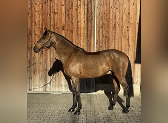 Caballo de Holstein, Caballo castrado, 6 años, 169 cm, Castaño claro