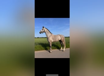 Caballo de Holstein, Caballo castrado, 6 años, 169 cm, Tordo rodado