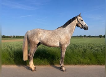 Caballo de Holstein, Caballo castrado, 6 años, 169 cm, Tordo rodado