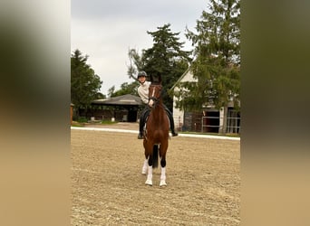 Caballo de Holstein, Caballo castrado, 6 años, 170 cm, Castaño