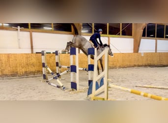 Caballo de Holstein, Caballo castrado, 6 años, 170 cm, Tordo