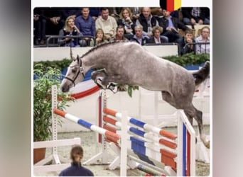 Caballo de Holstein, Caballo castrado, 6 años, 170 cm, Tordo