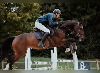Caballo de Holstein, Caballo castrado, 6 años, 172 cm, Castaño