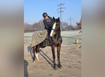 Caballo de Holstein, Caballo castrado, 6 años, 172 cm, Castaño oscuro